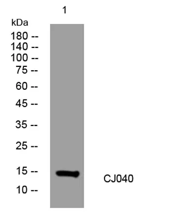 CJ040 rabbit pAb