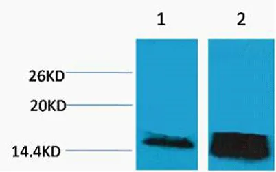 Histone H3 (Tri Methyl Lys14) rabbit pAb - image 1