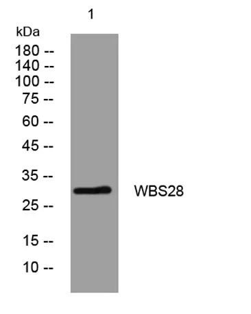 WBS28 rabbit pAb