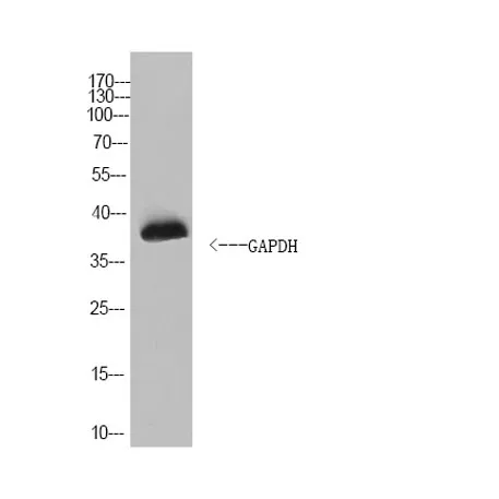 GAPDH Rabbit pAb (Caenorhabditis elegans) - image 1
