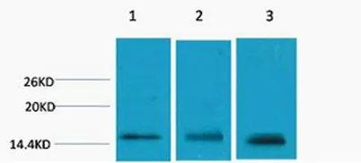 Histone H3 (Tri Methyl Lys79) rabbit pAb