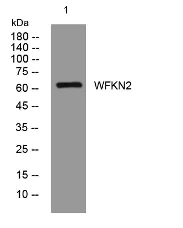 WFKN2 rabbit pAb
