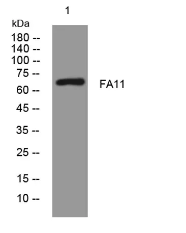 FA11 rabbit pAb - image 1