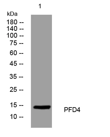 PFD4 rabbit pAb
