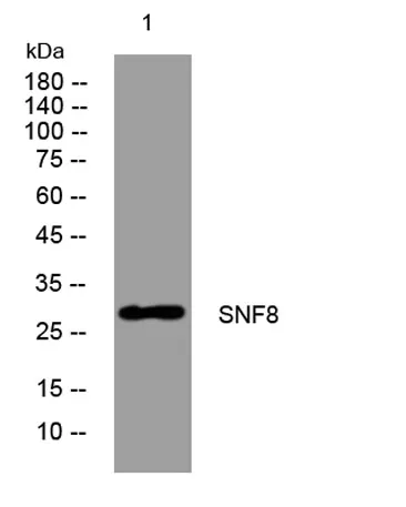 SNF8 rabbit pAb