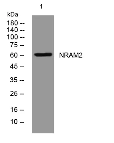 NRAM2 rabbit pAb
