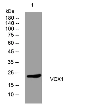VCX1 rabbit pAb - image 1