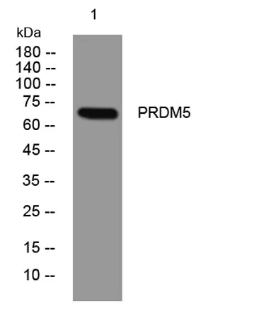 PRDM5 rabbit pAb
