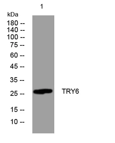 TRY6 rabbit pAb