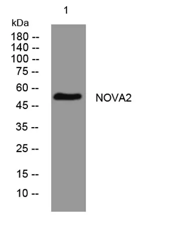 NOVA2 rabbit pAb