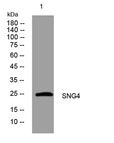 SNG4 rabbit pAb