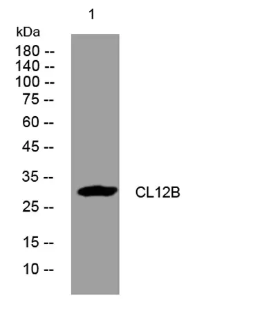 CL12B rabbit pAb