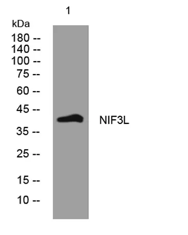 NIF3L rabbit pAb