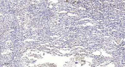 RAB25 rabbit pAb - image 1