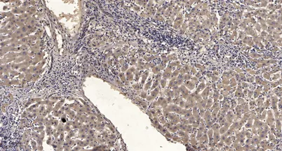 SIRT1 (phospho-Ser549) rabbit pAb - image 1