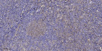 RN213 rabbit pAb - image 1