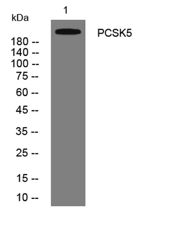 PCSK5 rabbit pAb - image 1