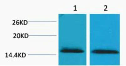 Histone H2B (Tri Methyl Lys43) rabbit pAb - image 1