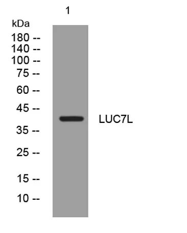 LUC7L rabbit pAb - image 1