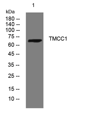 TMCC1 rabbit pAb