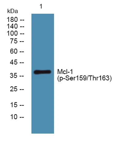 Mcl-1 (phospho-Ser159/Thr163) rabbit pAb - image 1