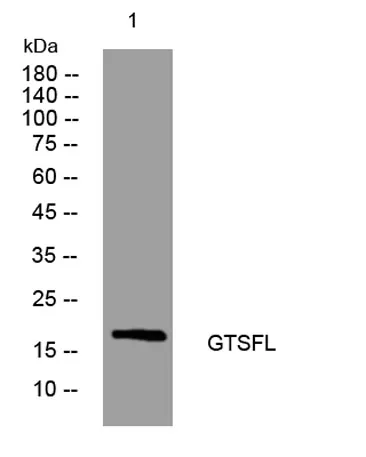 GTSFL rabbit pAb