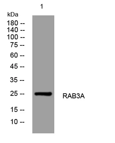 RAB3A rabbit pAb - image 1