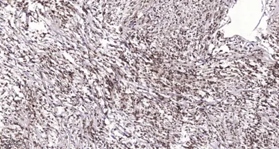 DPY30 rabbit pAb - image 1