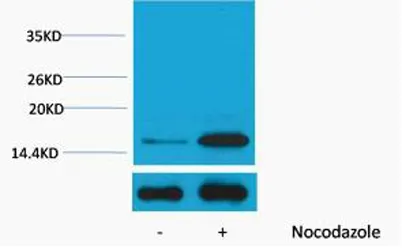 Histone H3 (Phospho Tyr41) rabbit pAb