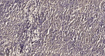 Mesothelin rabbit pAb - image 1