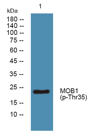 MOB1 (phospho-Thr35) rabbit pAb