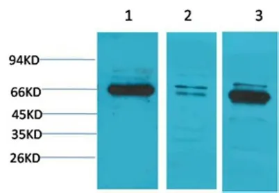 Bestrophin-1 rabbit pAb