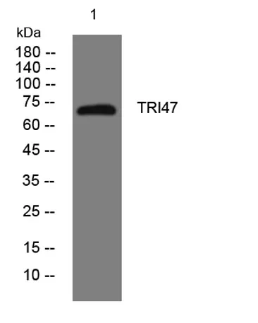 TRI47 rabbit pAb