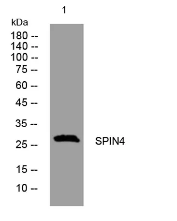 SPIN4 rabbit pAb - image 1