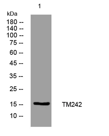 TM242 rabbit pAb