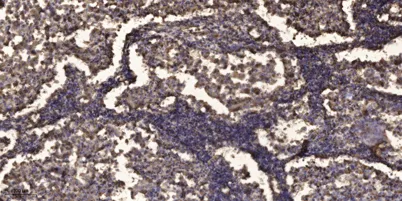 SPR2D rabbit pAb