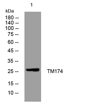 TM174 rabbit pAb