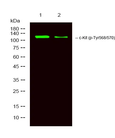 c-Kit (phospho-Tyr568/570) rabbit pAb - image 1