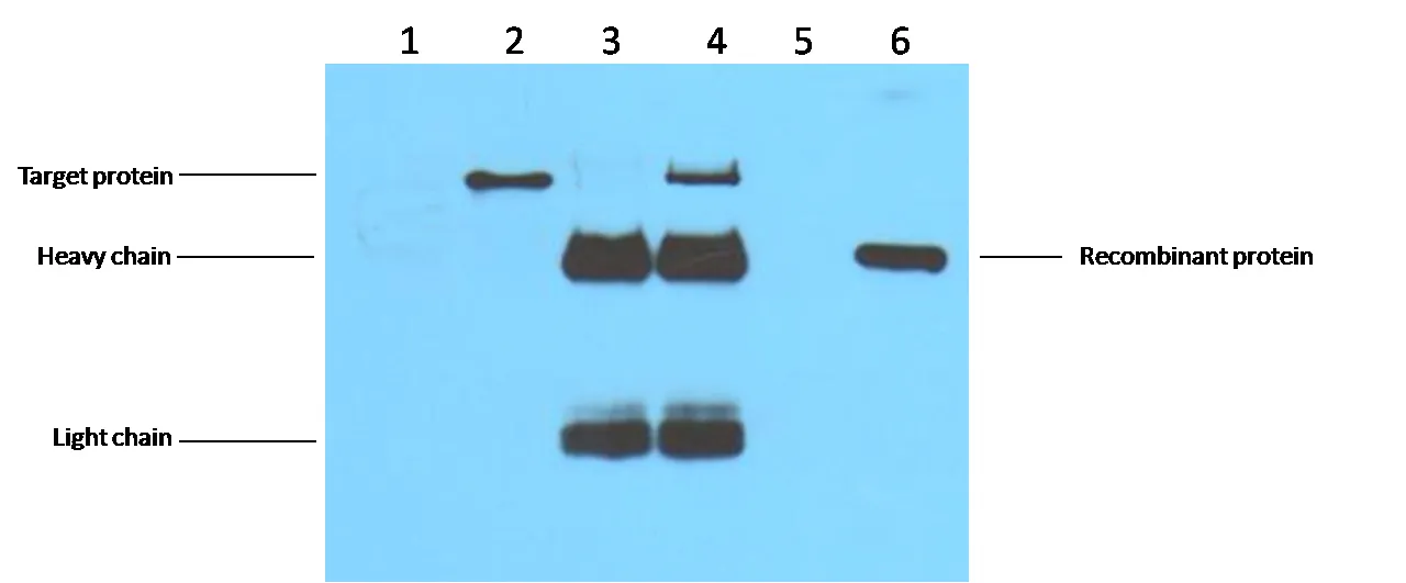 Flag-Tag Mouse mAb - image 1