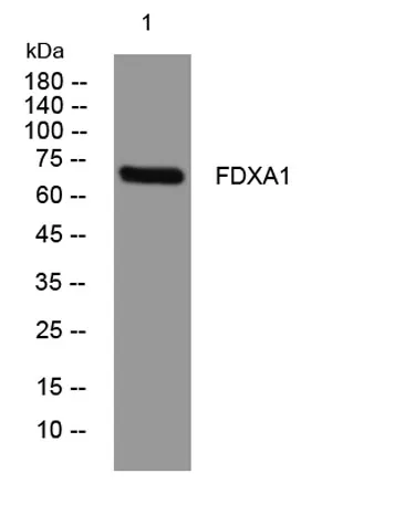 FDXA1 rabbit pAb - image 1