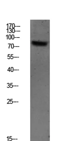 SYK (Phospho-Tyr348) Rabbit pAb - image 1