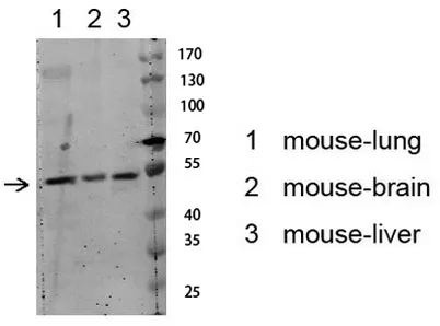 Akt (Phospho-Ser129) Rabbit pAb