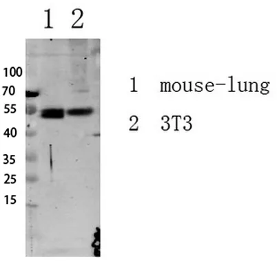 Smad3 (Phospho-Ser213) Rabbit pAb - image 1