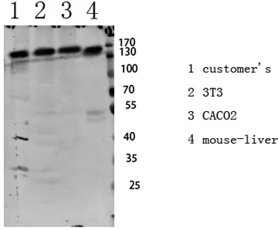 IGF1R (Phospho-Tyr1161) Rabbit pAb - image 1