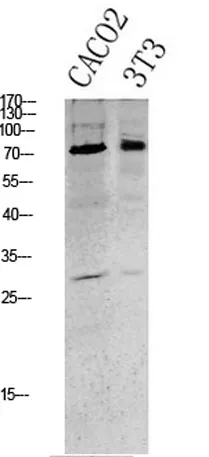 Tau (Phospho-Ser396) Rabbit pAb