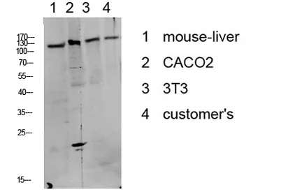 DDR1 (Phospho-Tyr513) Rabbit pAb - image 1