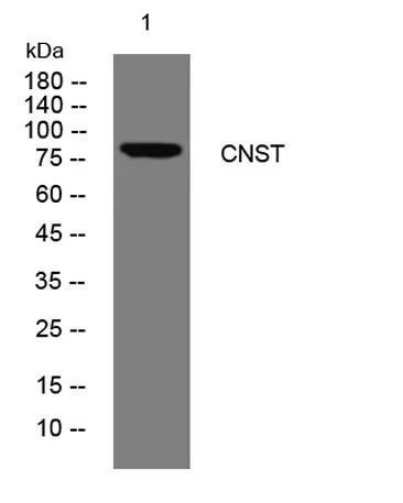 CNST rabbit pAb