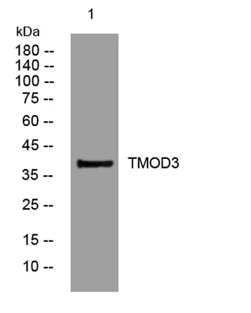TMOD3 rabbit pAb - image 1