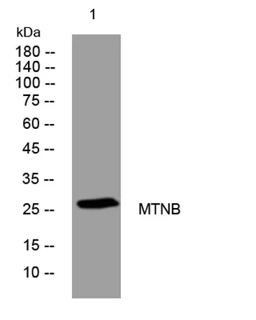 MTNB rabbit pAb