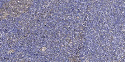 ATG7 Rabbit rabbit pAb - image 1